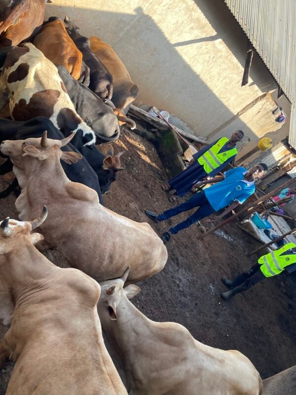 Kurban and Aqiqa sacrifice