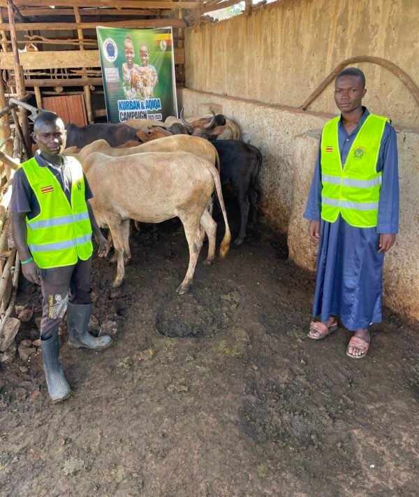 Kurban and Aqiqa sacrifice