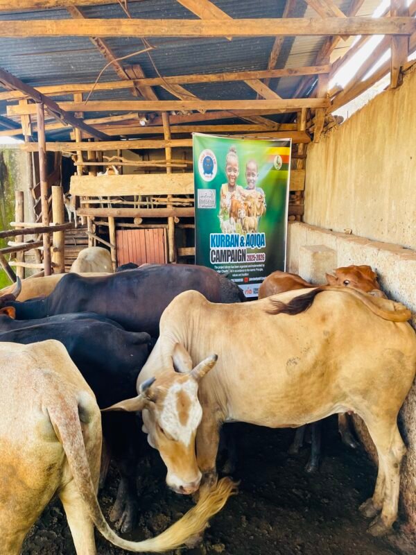 Kurban and Aqiqa sacrifice