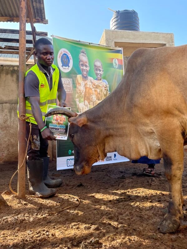 Kurban and Aqiqa sacrifice