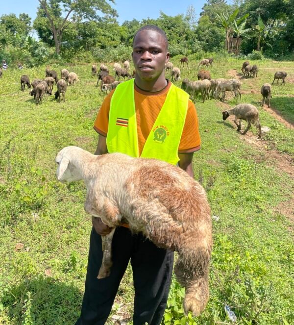 Kurban and Aqiqa sacrifice