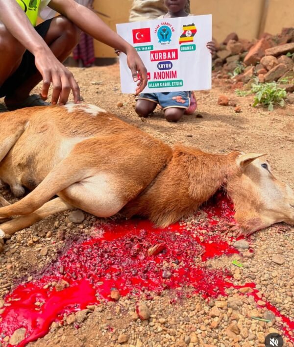 Kurban and Aqiqa sacrifice