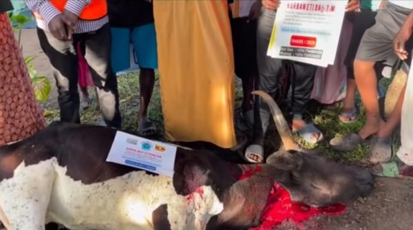 Kurban and Aqiqa sacrifice