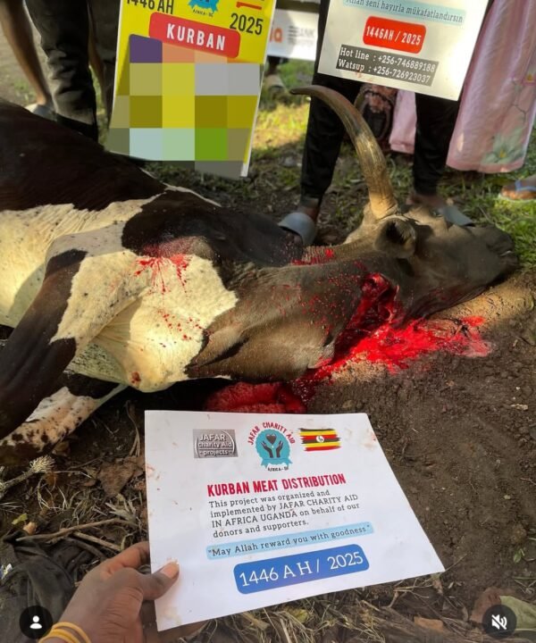 Kurban and Aqiqa sacrifice