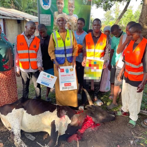 Kurban and Aqiqa sacrifice